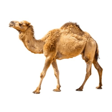 Camel Meat [1 kg]