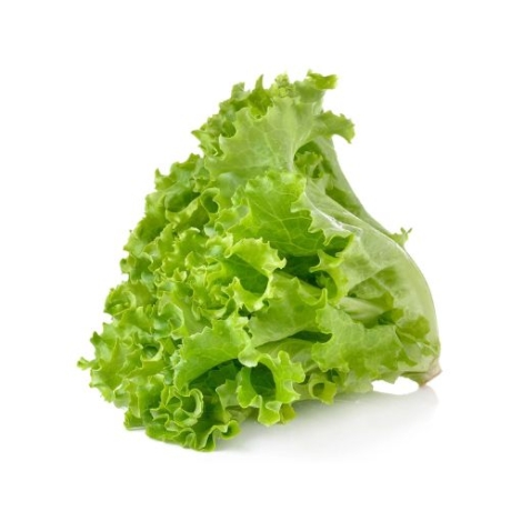 Lettuce [1 set]