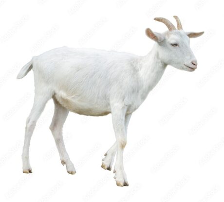 Small Goat (Dhaylo) [6-7kg - 1 Piece]